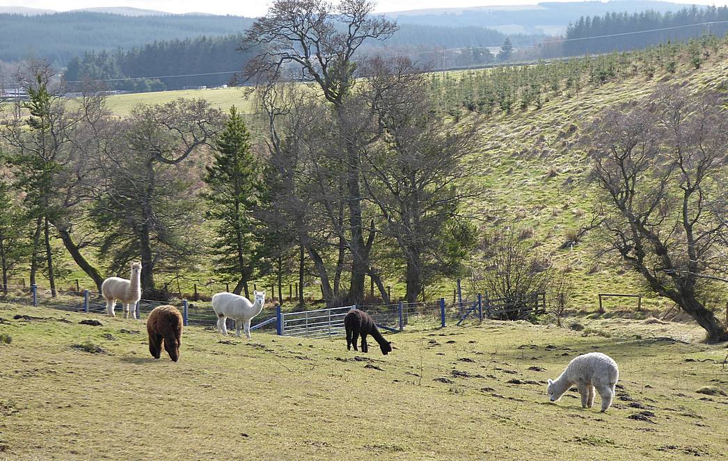 Alpacas in Bellfield. March 2016